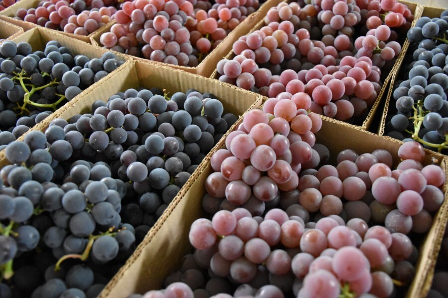 feira-do-vinho-doce-uva-artesanato-agroindustria-e-produtos-ecologicos-2020
