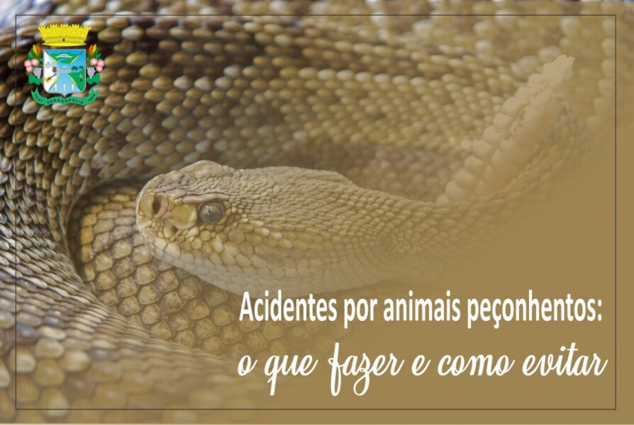 acidentes-por-animais-peconhentos-o-que-fazer-e-como-evitar