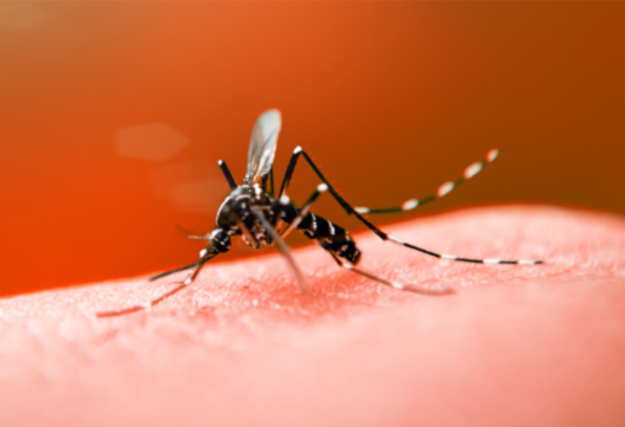alerta-para-a-dengue