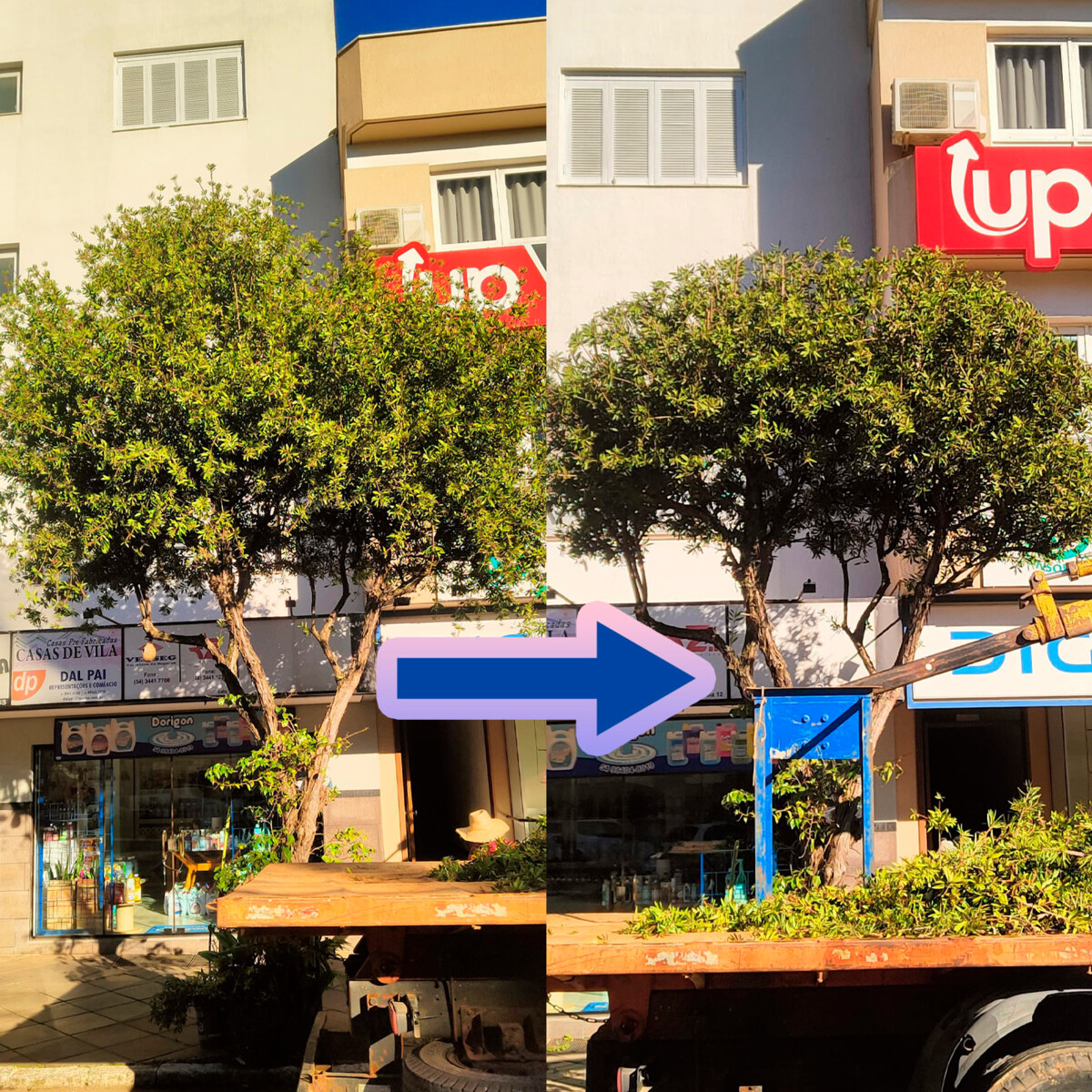 prefeitura-de-veranopolis-intensifica-trabalho-de-manejo-de-poda-em-areas-urbanas