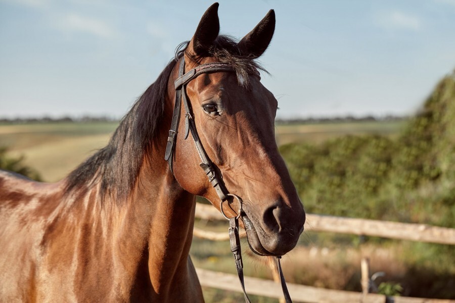 cavalos-devem-ter-gta-para-participar-de-cavalgada
