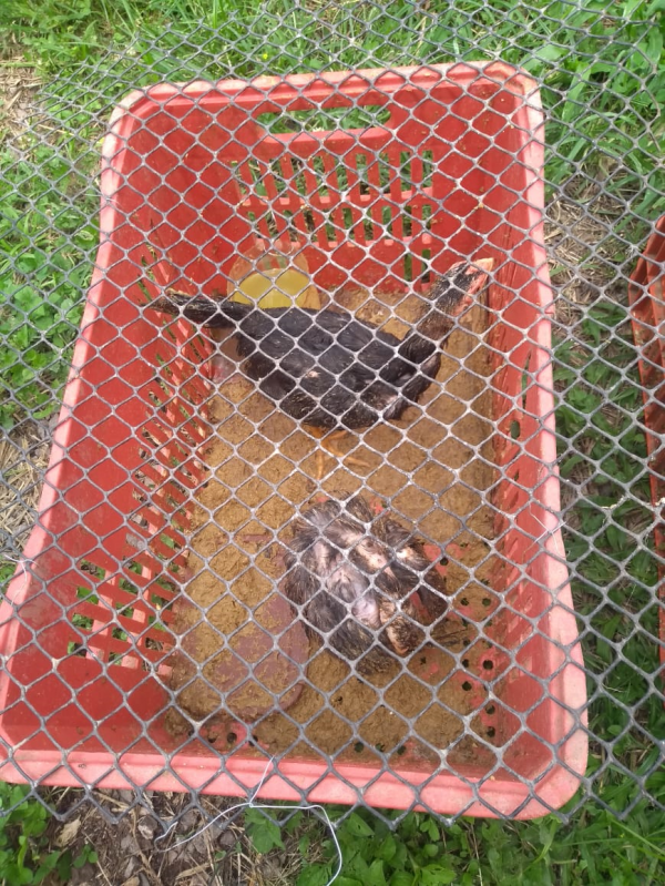 acao-de-fiscalizacao-para-animais-em-situacao-de-maus-tratos