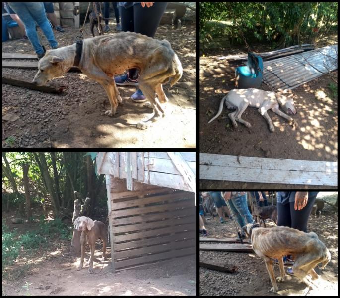 acao-integrada-resgata-animais-em-situacao-de-maus-tratos
