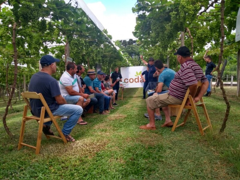 dia-de-campo-abordou-cultivo-da-uva
