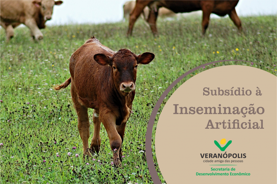 subsidio-a-inseminacao-artificial-para-rebanho-leiteiro
